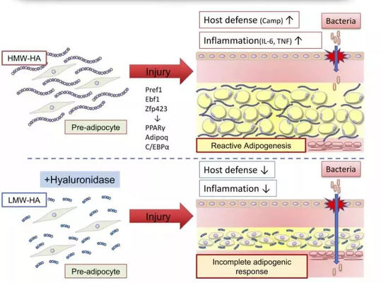Lemon Bottle Lipolytic Solution Injectie voor Vetverbranding